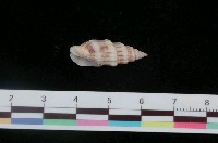 藏品(刺繡蛹筆螺)的圖片